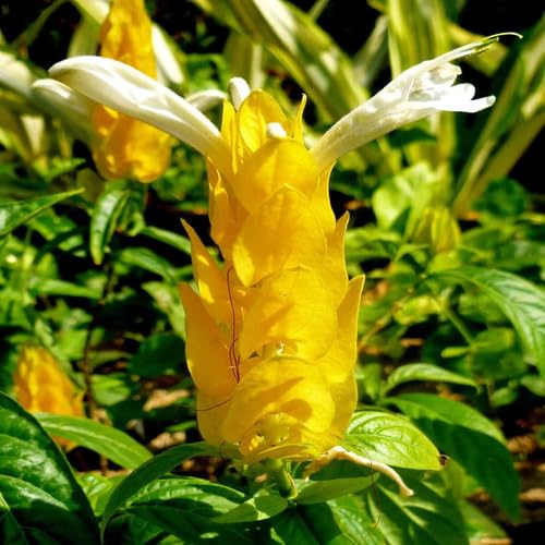Frische Pachystachys Pflanzensamen Grün 90 Stück Frische Pachystachys Pflanzensamen Grün 90 Stück von junkondra