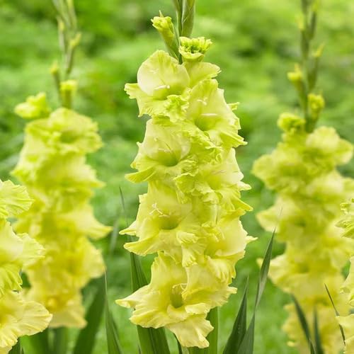 Gladiolen-Blumensamen, 100 Stück, Grün Gladiolen-Blumensamen, 100 Stück, Grün von junkondra