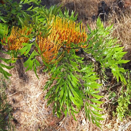 Grevillea Pflanzensamen 60 Stück Grün Grevillea Pflanzensamen 60 Stück Grün von junkondra