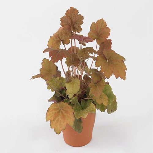 Heuchera Pflanzensamen 40 Stück Braun Heuchera Pflanzensamen 40 Stück Braun von junkondra