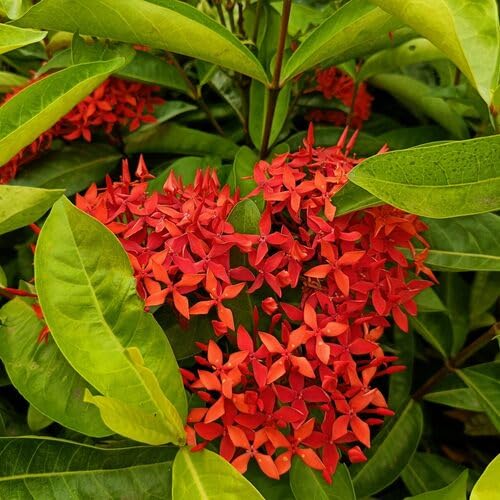 Ixora Blumensamen Rot 100 Stück Ixora Blumensamen Rot 100 Stück von junkondra
