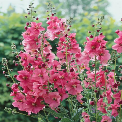 Königskerzenblütensamen rosa 100 Stück Königskerzenblütensamen rosa 100 Stück von junkondra