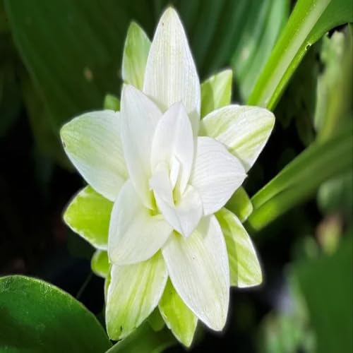 Kurkuma-Blumensamen 100 Stück weiß Kurkuma-Blumensamen 100 Stück weiß von junkondra