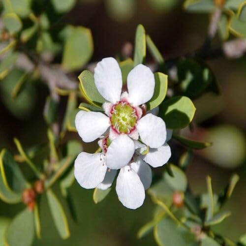 Leptospermum Blumensamen Weiß 100 Stück Leptospermum Blumensamen Weiß 100 Stück von junkondra