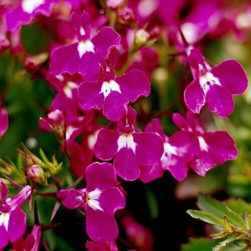 Lobelia Regatta Blumensamen Rosa 100 Stück zum Anpflanzen Lobelia Regatta Blumensamen Rosa 100 Stück zum Anpflanzen von junkondra