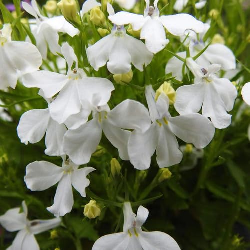 Lobelia Regatta Blumensamen Weiß 90 Stück Lobelia Regatta Blumensamen Weiß 90 Stück von junkondra