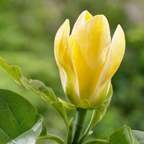 Magnolienblütensamen 90 Stück gelb Magnolienblütensamen 90 Stück gelb von junkondra