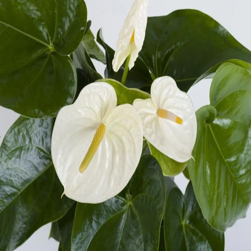 Neu 100 stücke Anthurium Blumensamen Weiß Neu 100 stücke Anthurium Blumensamen Weiß von junkondra