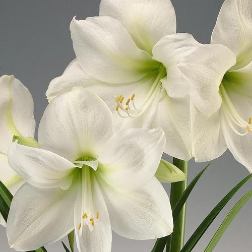 Neu Frische 100 stücke Amaryllis blumensamen Weiß Neu Frische 100 stücke Amaryllis blumensamen Weiß von junkondra