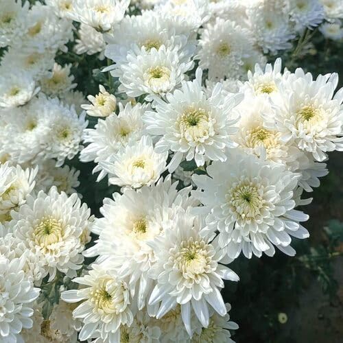 Neu Riesen 100 stücke chrysanthemen blumensamen Weiß Neu Riesen 100 stücke chrysanthemen blumensamen Weiß von junkondra