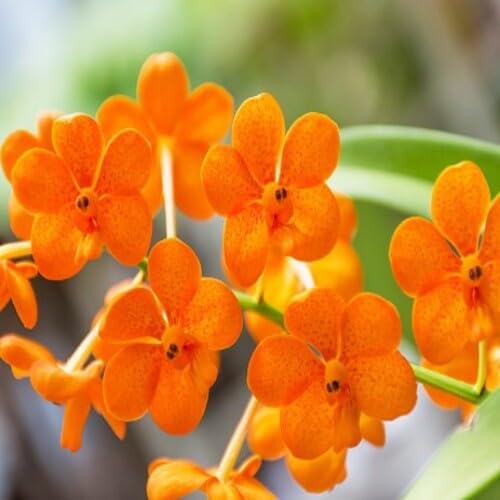 Orchideenblütensamen Orange 100 Stück Orchideenblütensamen Orange 100 Stück von junkondra