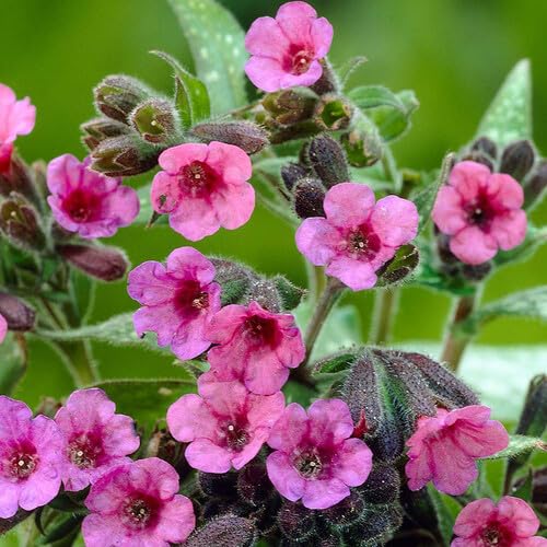 Pulmonaria Blumensamen Lila 100 Stück Pulmonaria Blumensamen Lila 100 Stück von junkondra