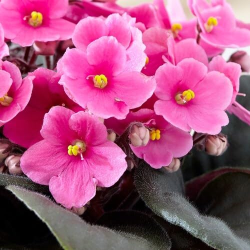 Saintpaulia Blumensamen rosa 100 Stück Saintpaulia Blumensamen rosa 100 Stück von junkondra