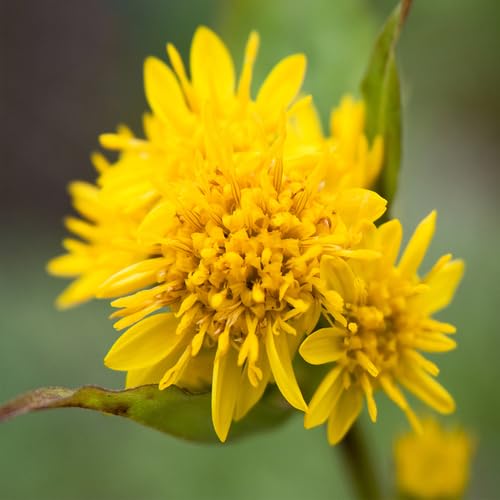 Solidago-Blumensamen, 90 Stück, Gelb Solidago-Blumensamen, 90 Stück, Gelb von junkondra