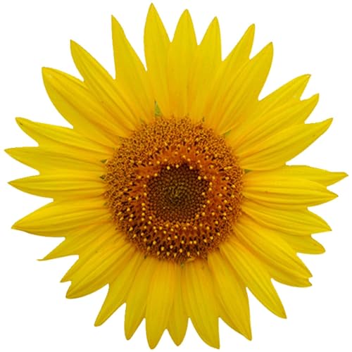 Kleberio selbstklebender Aufkleber Sticker Autoaufkleber wetterfest Blumen Mülltonne Blumenwiese Dekoration Fensterbild Fliesenaufkleber 10 x 10 cm - Sonnenblume Gelb - von kleberio