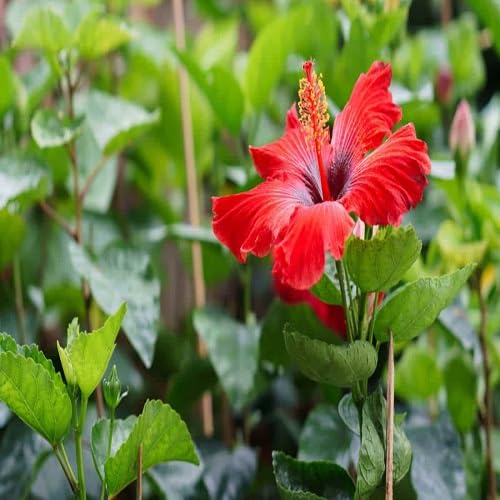Neue blühende Hibiskusblütensamen Rot Neue blühende Hibiskusblütensamen Rot von kondracho