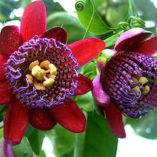100 Stück/Beutel Natürliche Passiflora Caerulea-Samen Gute Ernte Umweltfreundliche Bonsai-Gartenblumensamen zum Pflanzen von Blumenobstbaum-Gemüsegrassamen Passionsblumensamen von lamphle