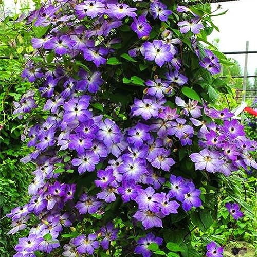 100 Stück Clematis-Kletterreben-Samen, Blumenpflanze, Heimbüro, Ornament, Dekoration, Samen für die Gartenbepflanzung Dunkelviolett von lamphle