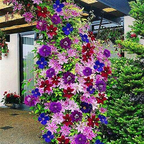 100 Stück Clematis-Kletterreben-Samen, Blumenpflanze, Heimbüro, Ornament, Dekoration, Samen für die Gartenbepflanzung Gemischte Farbe von lamphle