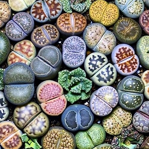 100 Stücke Lithops Seltene Lebende Steine ​​Sukkulente Garten Bonsai Balkon Dekor Blume Obstbaum Gemüsesamen Saftige Samen von lamphle