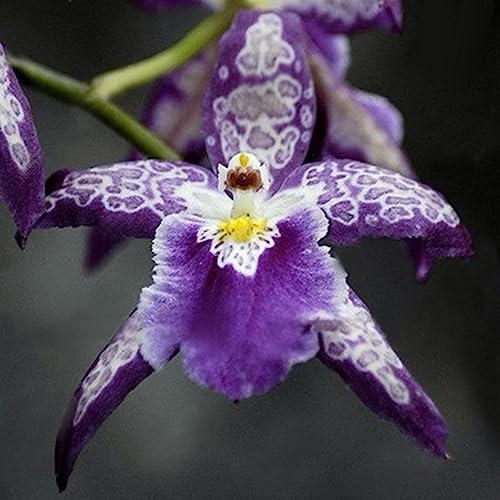 100 Stücke Seltene Orchidee Samen Cymbidium Blume Pflanze Home Office Garten Bonsai Dekor Blume Obst Baum Gemüse Samen 3# Orchideensamen von lamphle
