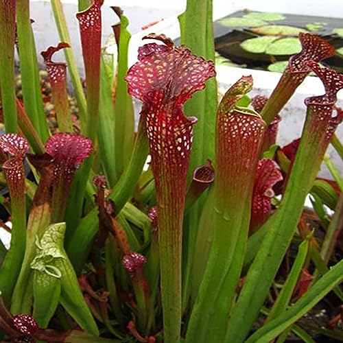 120 Stück Nepenthes-Samen, eingetopfte fleischfressende Pflanzen, Blumenfang, Insekten, Bonsai für die Gartenbepflanzung von lamphle