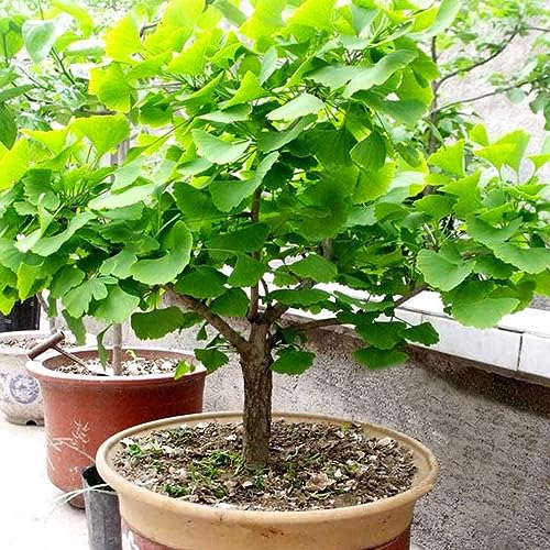 20 Stück Ginkgo Biloba Samen Bonsai Topfpflanze Landschaft Hausgarten Dekoration für Gartenbepflanzung von lamphle