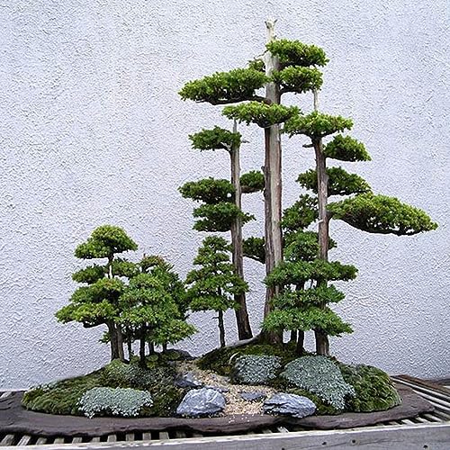 20 Stück japanische Weißkiefer Pinus Parviflora Grünpflanzen Mini-Baum-Bonsai-Samen für die Gartenbepflanzung von lamphle