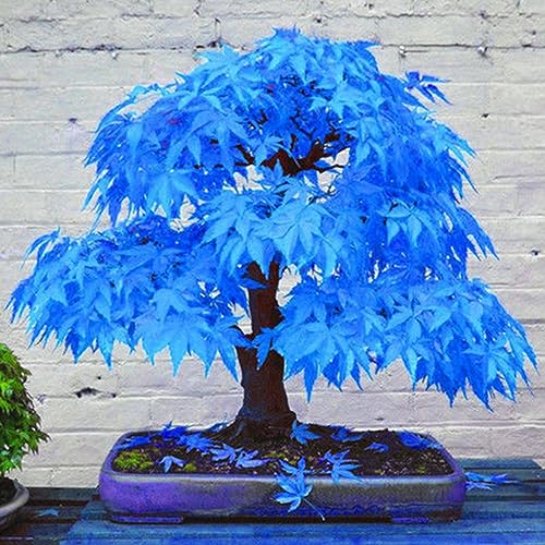 20 Stück schöne seltene blaue Ahornsamen Bonsai-Pflanzen Gartenhaus Baumdekoration für Gartenbepflanzung von lamphle