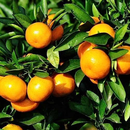 20 Stücke Orangenbaum Samen Garten Innenbalkon Topf Bonsai Zwerg Obstpflanzen Blume Obstbaum Gemüsesamen Orangensamen# 20St von lamphle