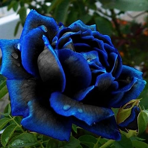 20 Stücke Seltene Blaue Rose Samen Blüte Mitternacht Blume Pflanze Garten Bonsai Wohnkultur Blume Obstbaum Gemüsesamen 20 Stück blaue Rosensamen von lamphle