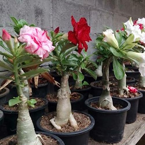 200 Stück Adenium Wüstenrose Blumensamen Stauden Garten Balkon Pflanze Dekor Blume Obstbaum Gemüsesamen Samen der Wüstenrose von lamphle