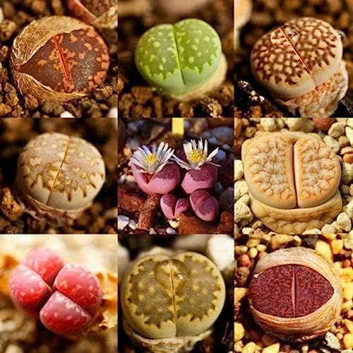 200 Stücke Lithops Samen Lebende Steine ​​Sukkulente Bonsai Garten Büro Dekor Blume Obstbaum Gemüsesamen Lithops-Samen von lamphle