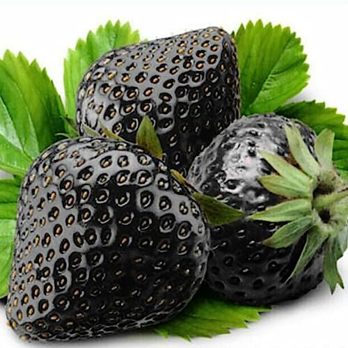 200 Stücke Seltene Schwarze Erdbeersamen Bonsai Köstliche Fruchtgartenpflanze Dekor Blume Obstbaum Gemüsesamen Erdbeersamen von lamphle