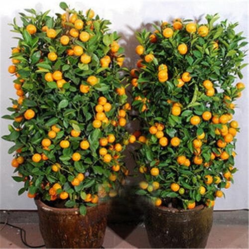 30 Stück köstliche essbare Zitrusfrucht-Garten-Mandarinen-Bonsai-Baum-Samen für die Gartenbepflanzung Orangensamen von lamphle
