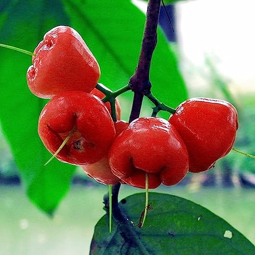 50 Stücke Köstliche Rose Äpfel Samen Bonsai Obst Home DIY Garten Hof Pflanze Dekor Blume Obstbaum Gemüsesamen Rosenapfel Samen von lamphle