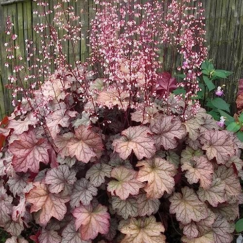 50 Teile/beutel Samen Umweltfreundliche Non GMO Schöne Bonsai Topf Heuchera Sanguinea Engelm Samen Blume Obst Baum Gemüse Gras Samen Samen von lamphle