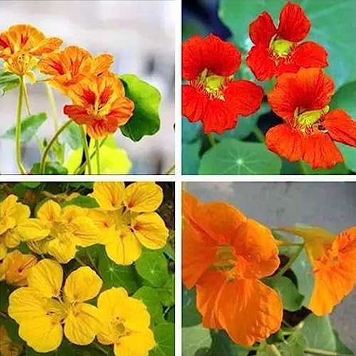 50 Teile/beutel Tropaeolum Samen Schöne Gute Ernte Jährliche Attraktive Bonsai Kapuzinerkresse Samen Blumen Samen Blume Obst Baum Gemüse Samen Mischfarbe von lamphle