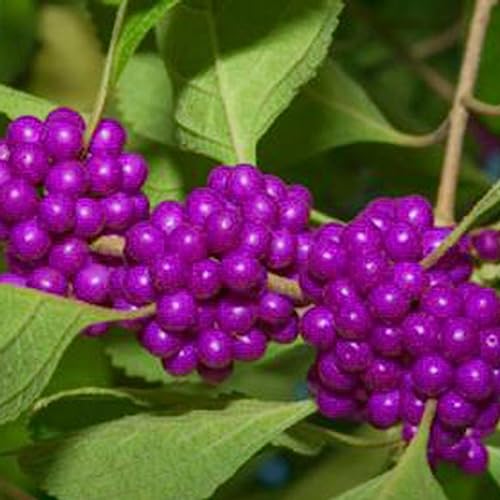 Beautyberry-Samen, 50 Stück/Beutel, blühende, ertragreiche, dürretolerante, schnell wachsende Bonsai-Sämlinge, Blumen-, Obstbaum- und Gemüsesamen Samen von lamphle
