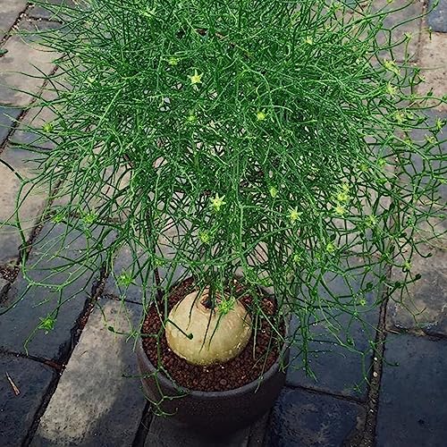 Bowiea Volubilis-Samen, 50 Stück/Beutel, Bonsai-Samen, gentechnikfrei, dürreresistent, natürliche Bowiea Volubilis-Pflanzensamen für den Garten Samen von lamphle