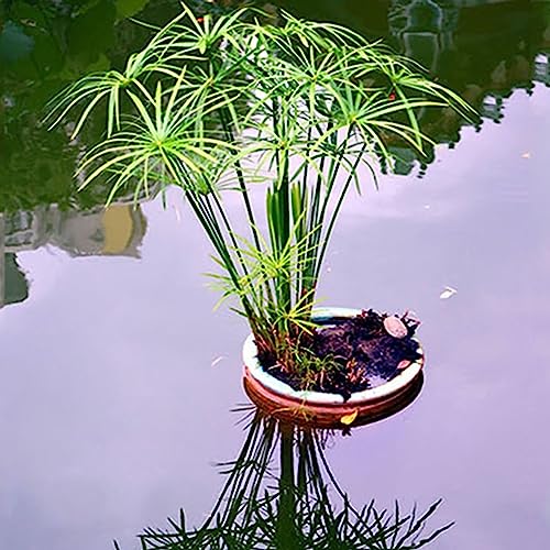 Cyperus Alternifolius-Samen, 30 Stück/Beutel, Cyperus Alternifolius-Samen, natürliches, produktives Bonsai-Design, gut angepasste Gartensämlinge, Blumen-, Obstbaum- und Gemüsesamen Samen von Cype von lamphle