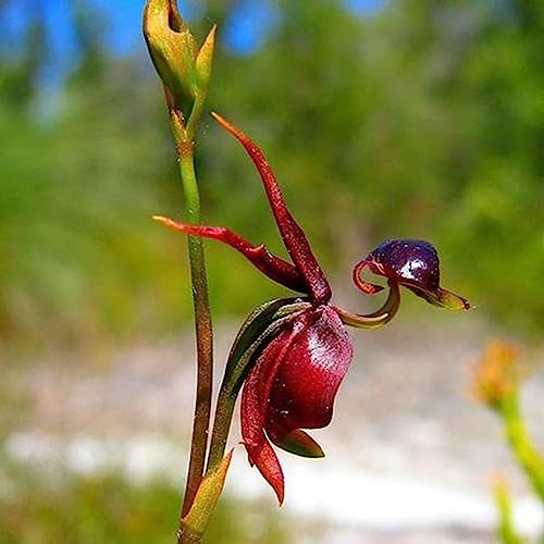 Fliegende Enten-Orchideensamen, 10 Stück, fliegende Enten-Orchideensamen, nützliche, produktive kleine süße Blumen-Bonsai-Samen, Blumen-Obstbaum-Gemüsesamen Flying Duck Orchideensamen von lamphle