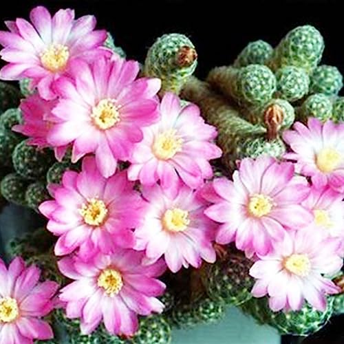 Kaktussamen, 200 Stück/Beutel, Kaktussamen, DIY, dekorativer kleiner Kaktus, Bonsai, mehrjährige Sukkulenten, Samen, Blumen, Obstbäume, Gemüsesamen Kaktussamen von lamphle