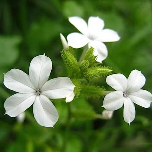 Plumbago Zeylanica-Samen, 100 Stück/Beutel, Plumbago Zeylanica-Samen, natürliche, hochkeimende, produktive Pflanzensämlinge, Blumen-, Obstbaum- und Gemüsesamen Samen der weißen Pfingstrose von lamphle