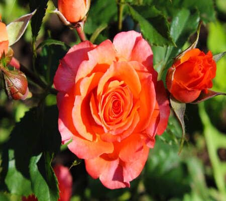 Rosenblütensamen zum Anpflanzen und Züchten von Rot Rosenblütensamen zum Anpflanzen und Züchten von Rot von maramvenk