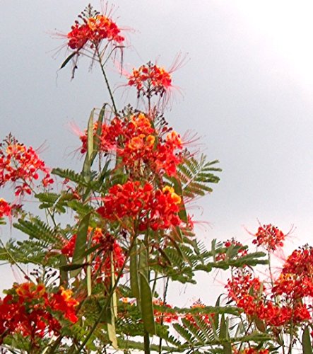 Caesalpinia pulcherrima, ROT, Pfauenstrauch, Stolz von Barbados, SELTEN PRÄCHTIG !! von mediterranpiac