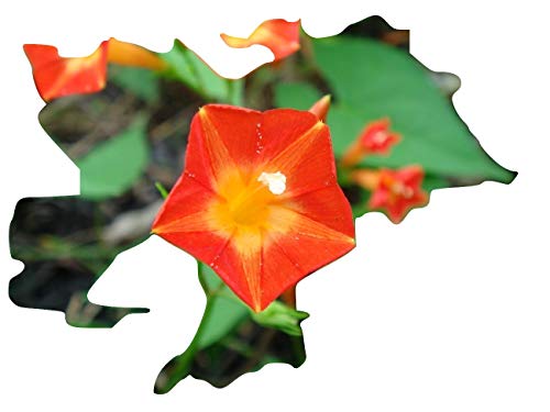 Ipomoea coccinea var. aurantiaca, seltene orange Blühte 10 Samen, BIO hu-öko-01 von mediterranpiac