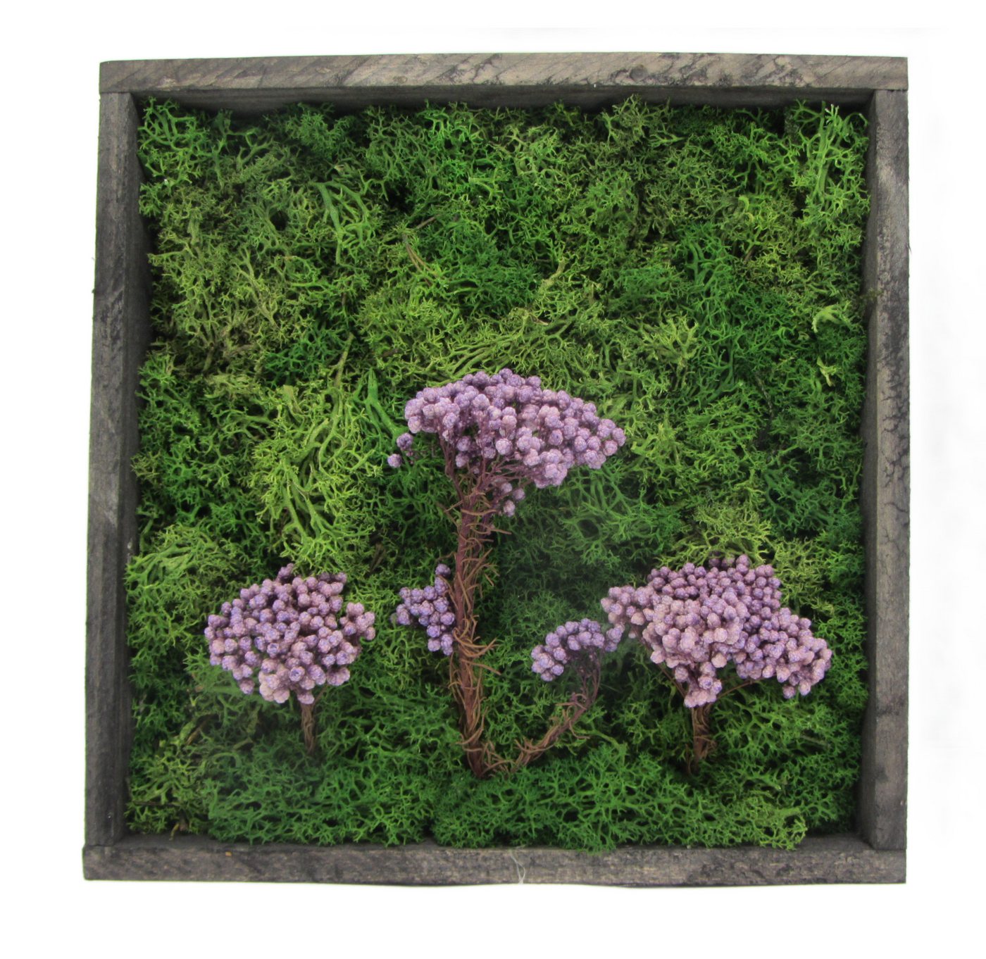 meinvipshop Bild Moosbild mit konserviertem Moos und Pflanzen lila "handmade" von meinvipshop