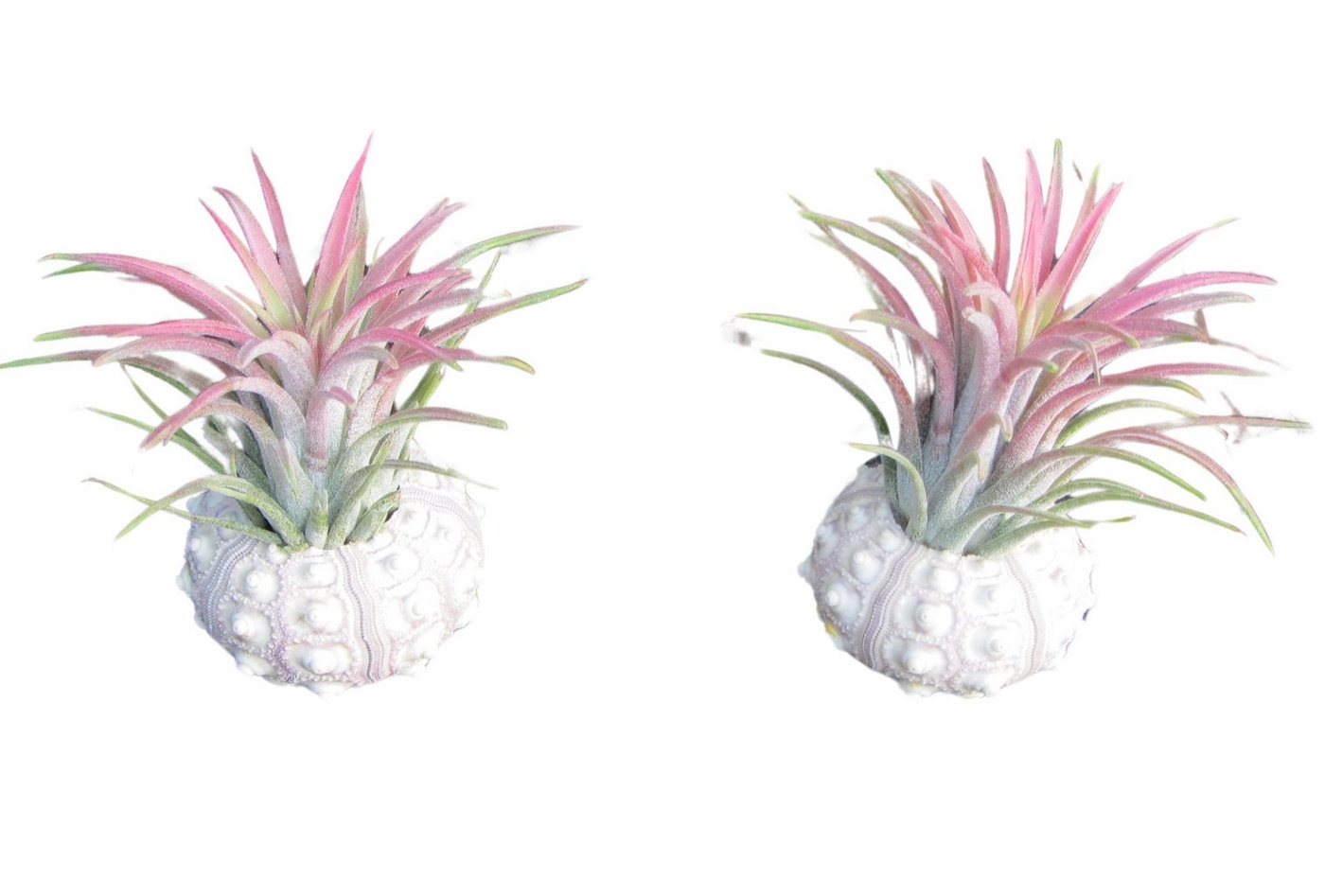 meinvipshop Dekoobjekt Bezaubernde Kombination aus Seeigelgehäuse und Tillandsia 2er Set rosa (Set, 2 St., 2er Set) von meinvipshop