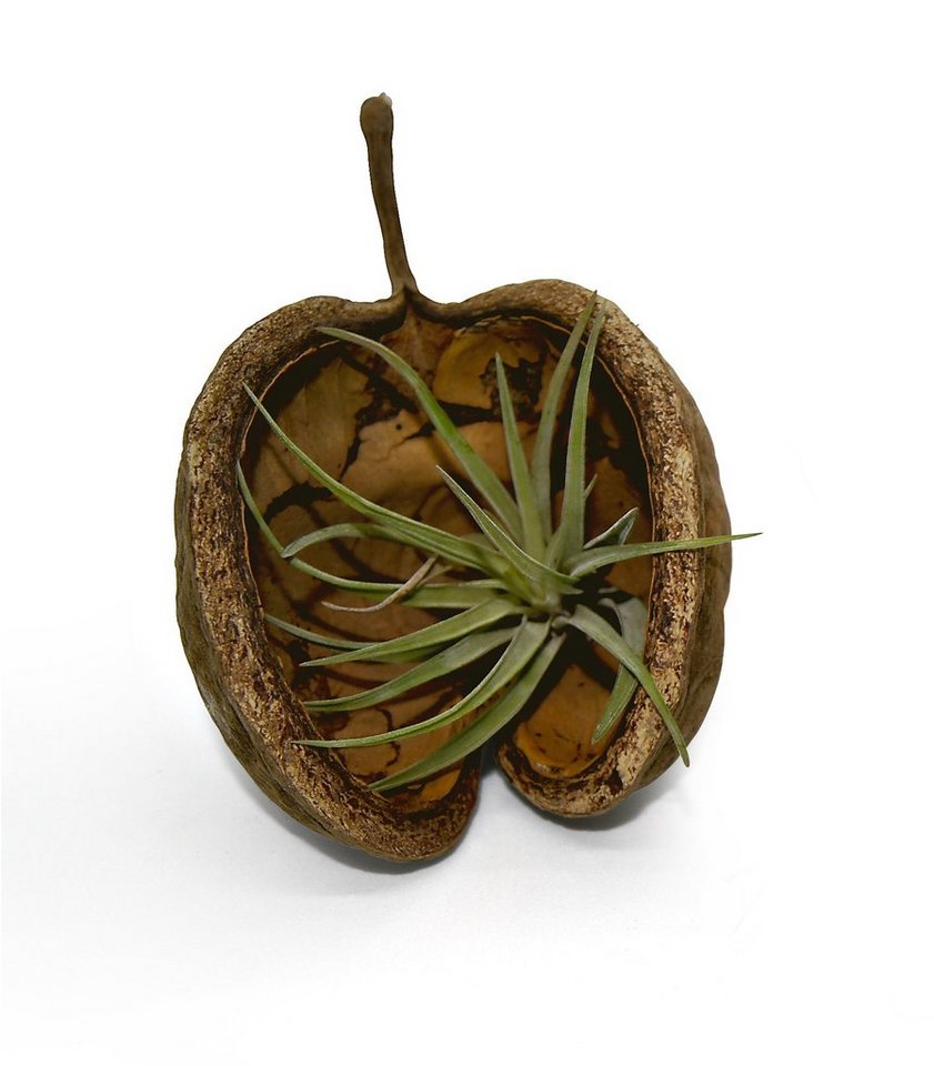 meinvipshop Dekoobjekt Pterygota alata Nuss Schale braun mit Tillandsia grün (Set, 1x Pterygota alata Nuss Schale in braun mit einer echten Tillandsia) von meinvipshop